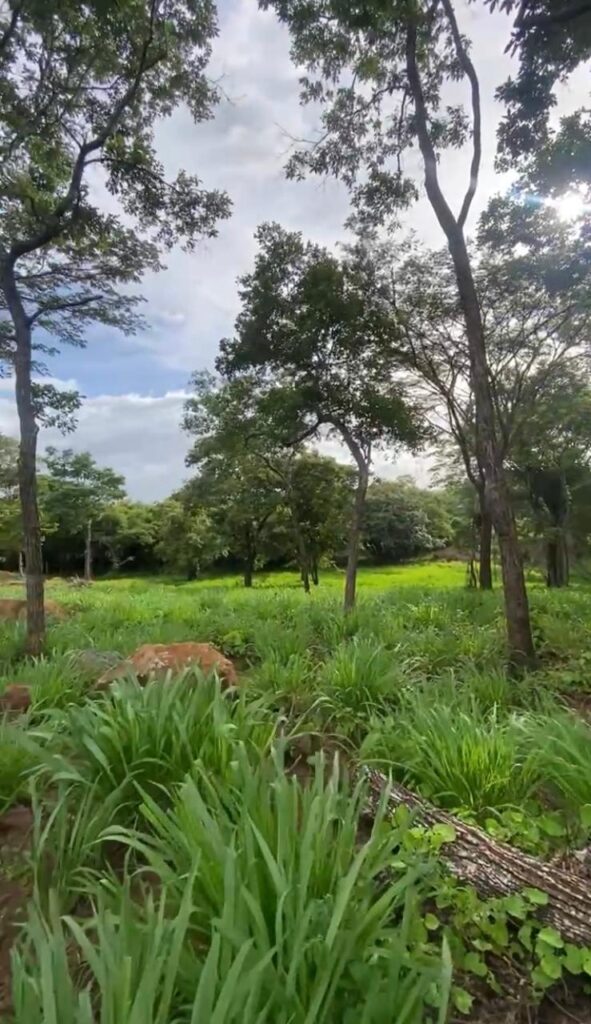 Faldas del Miravalles