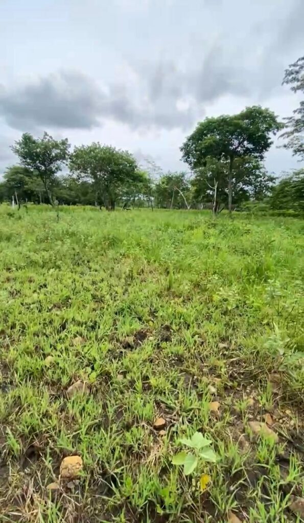 Proyecto Quintas Del Arrollo